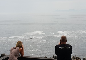 Whales, whales everywhereâ€¦