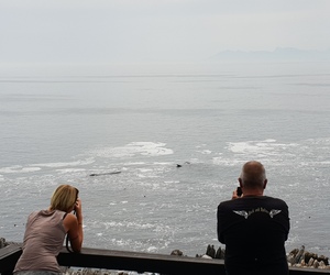 Whales, whales everywhereâ€¦