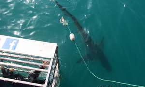 Daily Blog 13 November 2018 | White Shark Diving Gansbaai