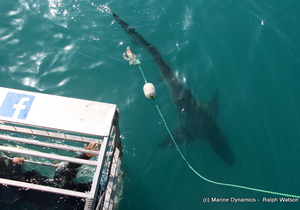 Daily Blog 13 November 2018 | White Shark Diving Gansbaai