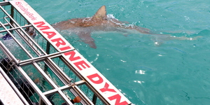 shark_watching_7__1542184864