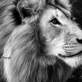 Herman van Bon Photography