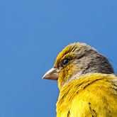 Herman van Bon Photography Bird