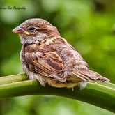 Herman van Bon Photography Bird