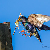 Herman van Bon Photography Bird