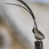 Herman van Bon Photography Bird