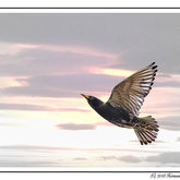 Herman van Bon Photography