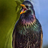 Herman van Bon Photography Bird