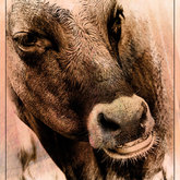 Herman van Bon Photography