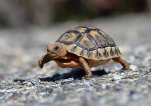 Facts about tortoises
