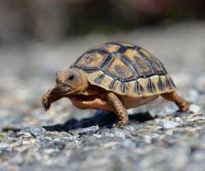 Facts about tortoises