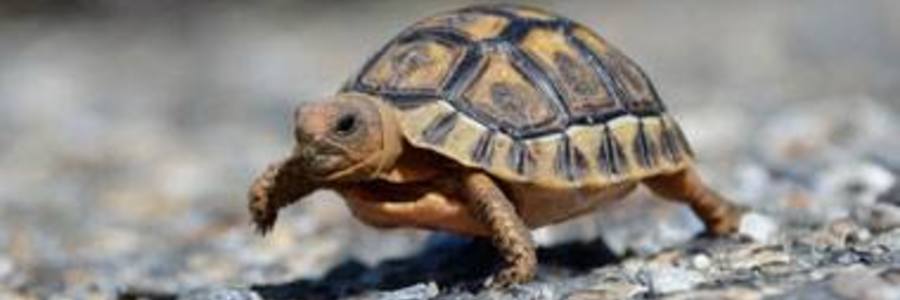 46849243_2031192783586471_4858114942470979584_n_1543303866