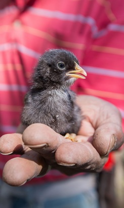 napier_farmstall_entrance_52__1543318520