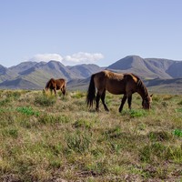 Wild Horses in Kleinmond
