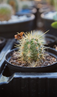 napier_farmstall_nursery_3__1543413863