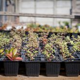 Tip of Africa Nursery