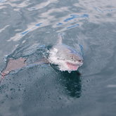 Great White Shark making an appearance