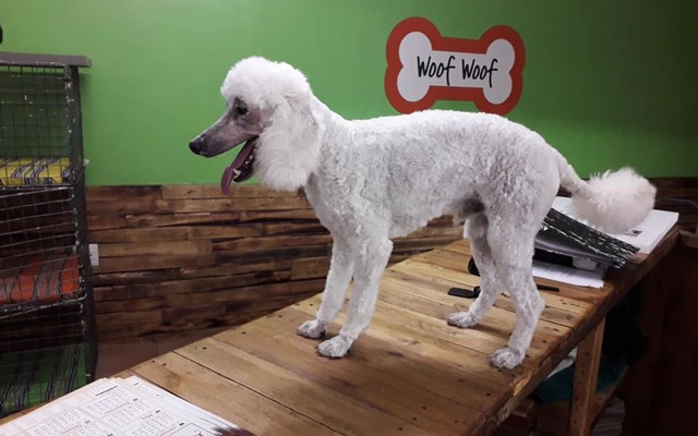 43952544_2245577798998992_3641646866984075264_n_1543925855