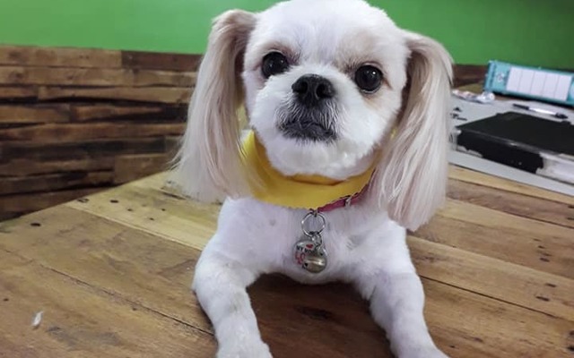 44676693_2252078538348918_7087056472055480320_n_1543925856