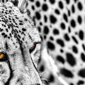 frescofy19cheetahpopartWEB_1544013255