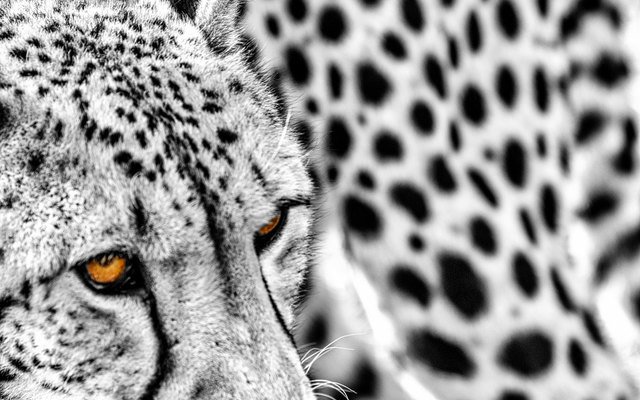 frescofy19cheetahpopartWEB_1544013256