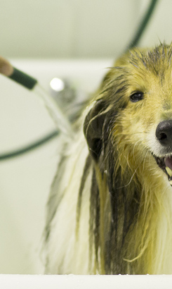 hermanus_animals_pet_care_grooming_canine_couture_happy_bathing_1544798322