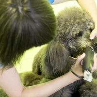 Shaving French Poodle