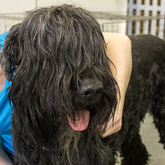 Black Russian terrier