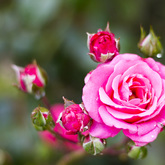 Roses used during funerals