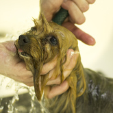 Bathing Yorkie