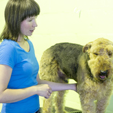 Airedale with a Schnauzer fringe 