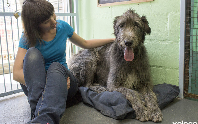 hermanus_animals_pet_care_grooming_canine_couture_irish_wolfhound_1544798634_1545122612