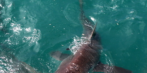 20181218_SF_Trip1_RWatson_IMG014_1545210887