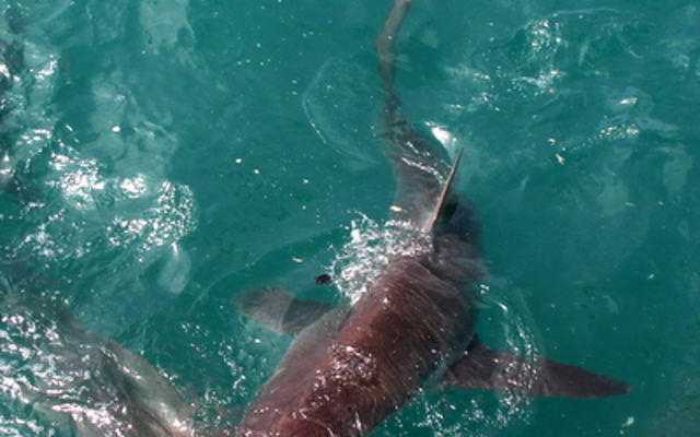 20181218_SF_Trip1_RWatson_IMG014_1545210887