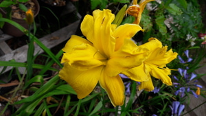 Daylilies Flowering