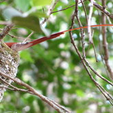 Male Paradise Fly Catcher on Nest Duty, Platbos Forest