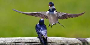 web_grootbos_experience_bird_watching_species_02_1546497213