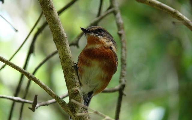 web_grootbos_experience_bird_watching_species_04_1546497213