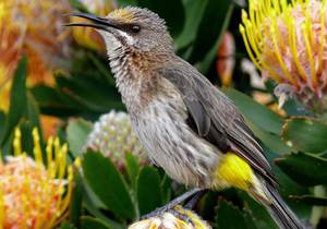 A Bird's Eyeview of Birding at Grootbos