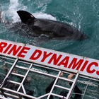 Marine Dynamics Shark Tours