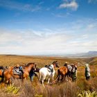 African Horse Company