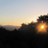 Sunrise over the Forest Canopy, Platbos