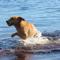 Swimming dog