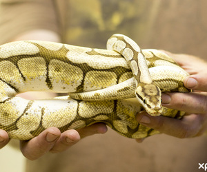 5 Tips for safe snake removal