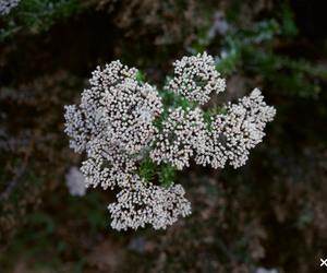 Creative Exploration of Fynbos