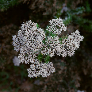 cure_for_fynbos_blindness_fynbos_4_1527501429_1547618184