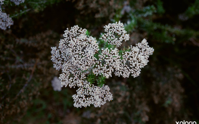 cure_for_fynbos_blindness_fynbos_4_1527501429_1547618184