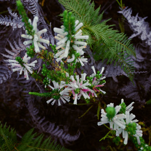 cure_for_fynbos_blindness_fynbos_6_1527501550_1547618186