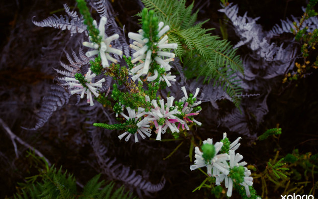 cure_for_fynbos_blindness_fynbos_6_1527501550_1547618186