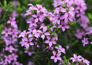 Landscaping with Nature and other delicious things